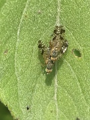 Neotephritis finalis