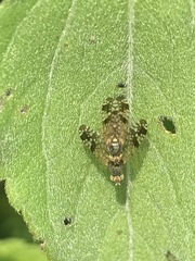 Neotephritis finalis