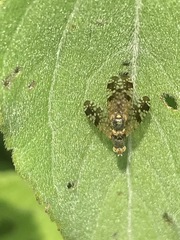 Neotephritis finalis