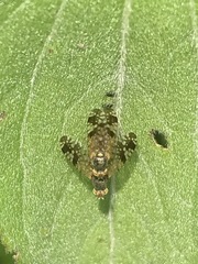 Neotephritis finalis