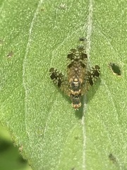 Neotephritis finalis