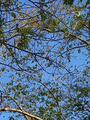 Piranga roseogularis