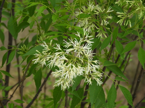 Image of Fraxinus cuspidata by (c) Leticia Jiménez Hernández, some rights reserved (CC BY-SA)