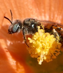 Calliopsis subalpina