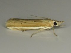 Pima albiplagiatella