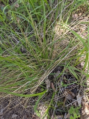 Nassella leucotricha