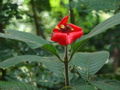 Palicourea tomentosa