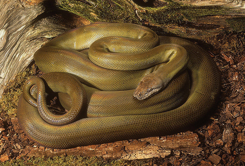 Irian Python from Sorong, West Papua, Indonesia on June 1, 1995 by ...