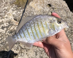 Amphistichus argenteus