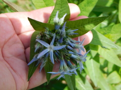 Amsonia illustris
