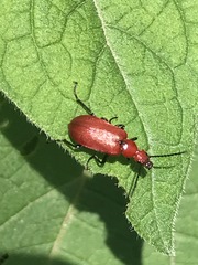 Rhyphonemognatha rufa