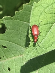 Rhyphonemognatha rufa