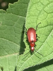 Rhyphonemognatha rufa