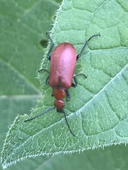 Rhyphonemognatha rufa