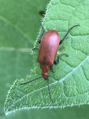 Rhyphonemognatha rufa