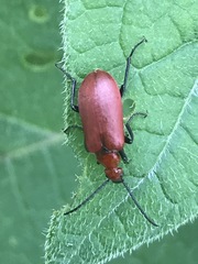 Rhyphonemognatha rufa