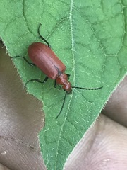 Rhyphonemognatha rufa