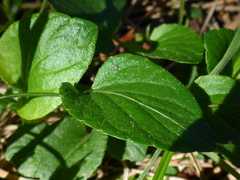 Viola adunca adunca