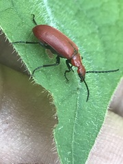 Rhyphonemognatha rufa