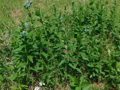 Amsonia illustris