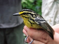 Hypocnemis hypoxantha