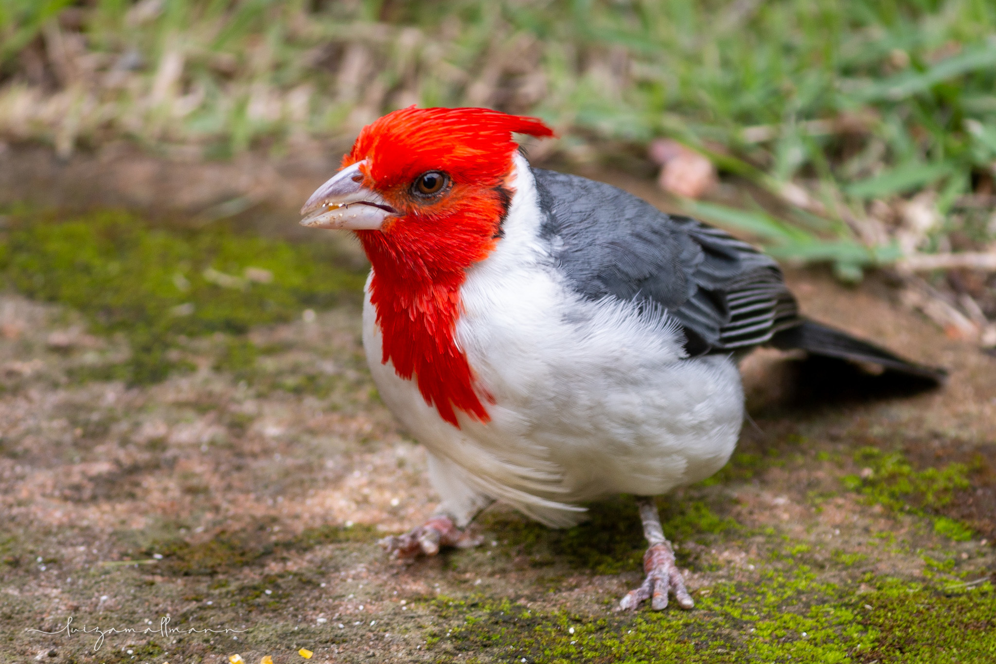 Red-crested cardinal - Wikipedia