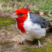 Red-crested Cardinal - Photo (c) Luiza L Mallmann, some rights reserved (CC BY-NC), uploaded by Luiza L Mallmann