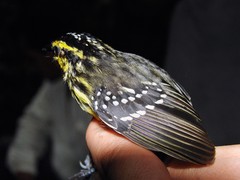 Hypocnemis hypoxantha