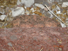 Crotalus mitchellii