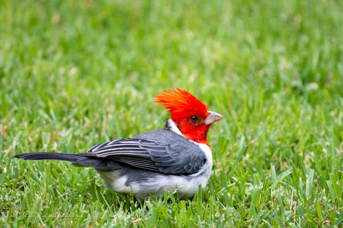 Red-crested Cardinal, R. Aliança - Jardim Lindoia, Porto Alegre - RS, 91010-004, Brasil, photo 8 of 10