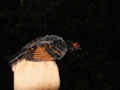Phlegopsis erythroptera