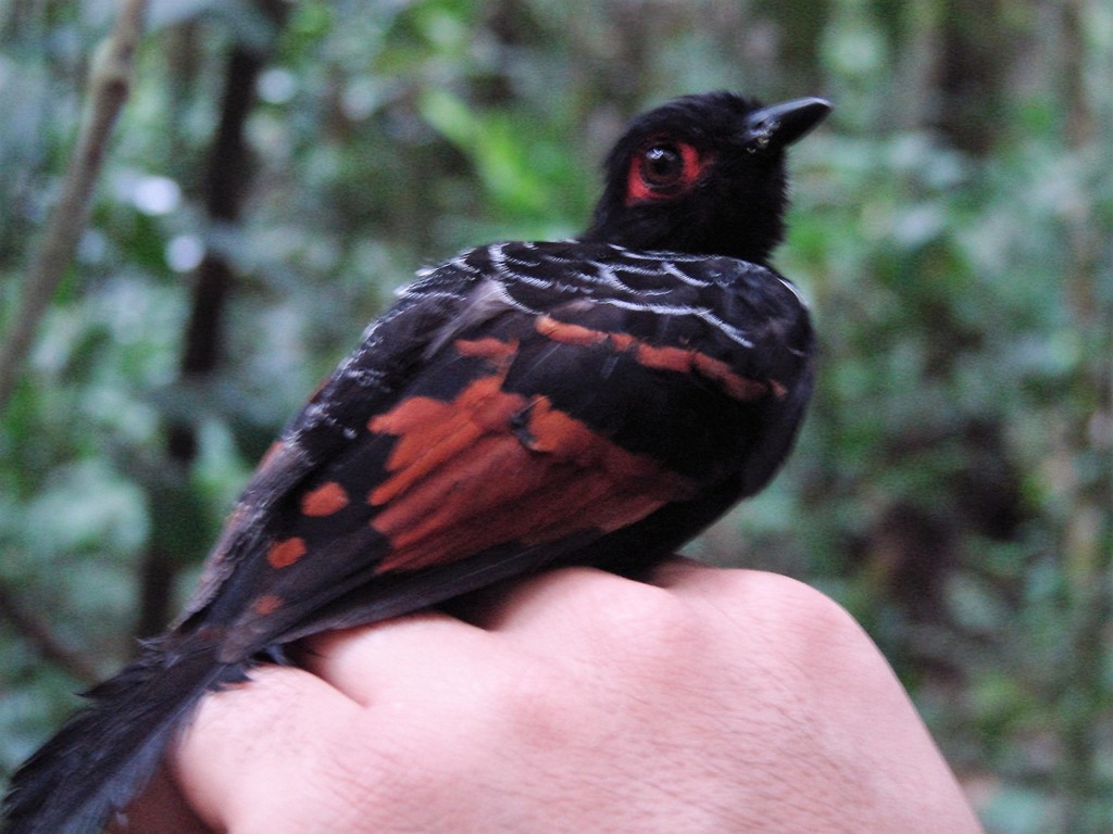 Reddish-Winged Bare-Eye