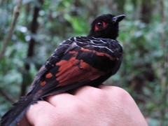 Phlegopsis erythroptera