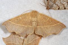 Tetracis cervinaria
