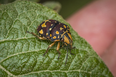 Orsilochides scurrilis