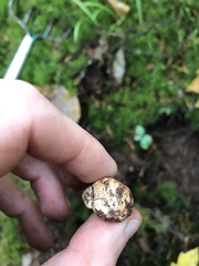 Hymenogaster parksii