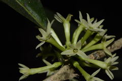 Cestrum glanduliferum