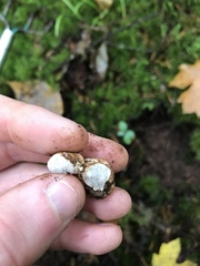 Hymenogaster parksii