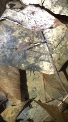 Eubranchipus vernalis