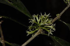 Cestrum glanduliferum