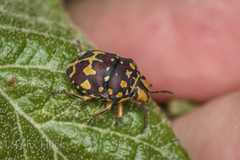 Orsilochides scurrilis