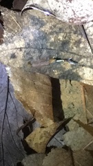 Eubranchipus vernalis