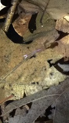 Eubranchipus vernalis