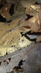 Eubranchipus vernalis