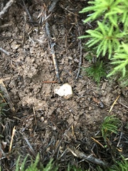 Hymenogaster parksii