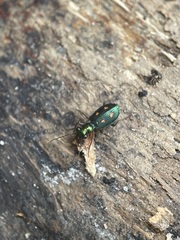 Pericalus