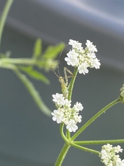 Insecta