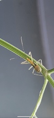 Insecta