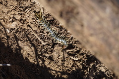 Scolopendra polymorpha