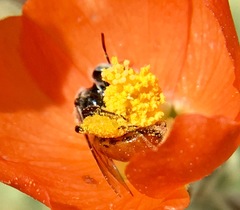 Calliopsis subalpina
